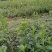 云南红根野蚕豆