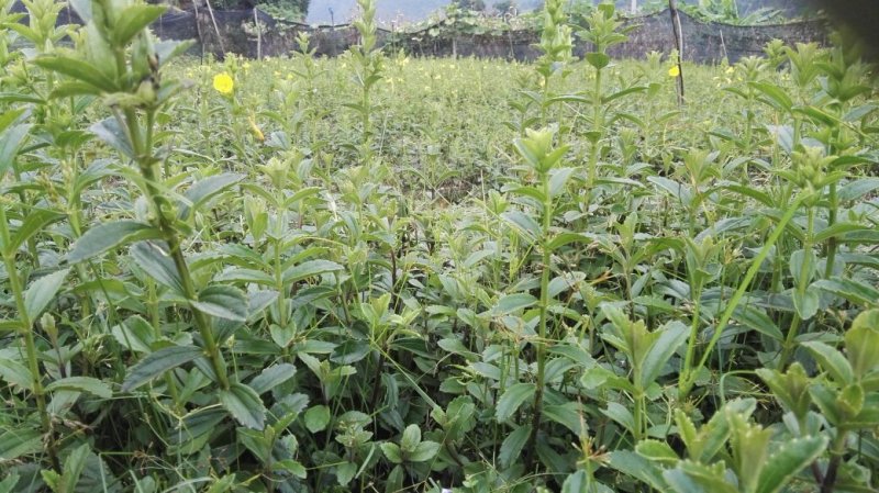 云南红根野蚕豆