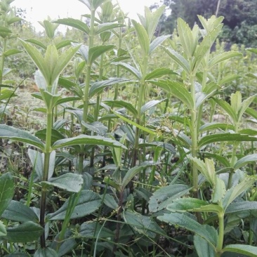 云南红根野蚕豆