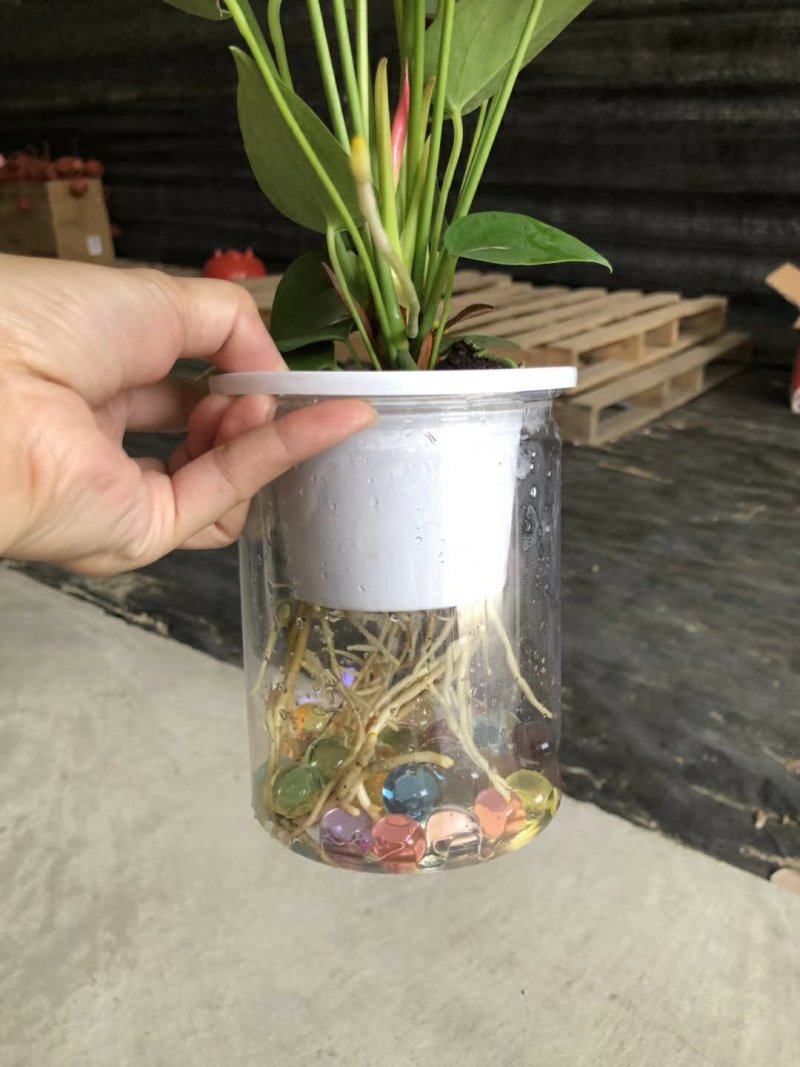 水培皇冠