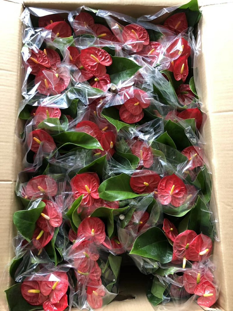 水培皇冠