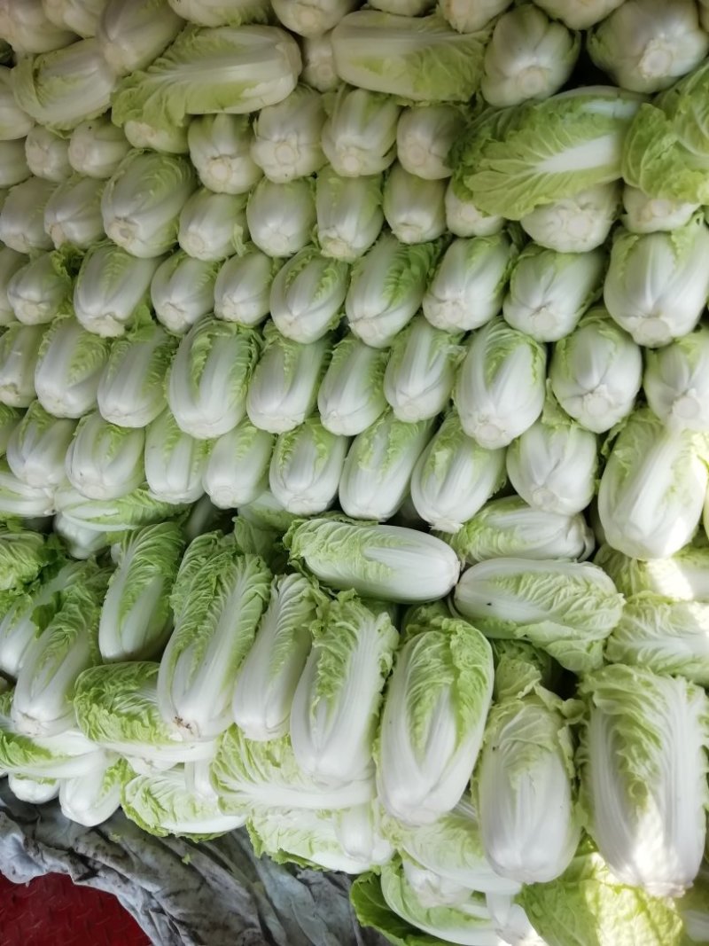 黄心大白菜大量供应中，分等分级，筐子装和散装都可以！