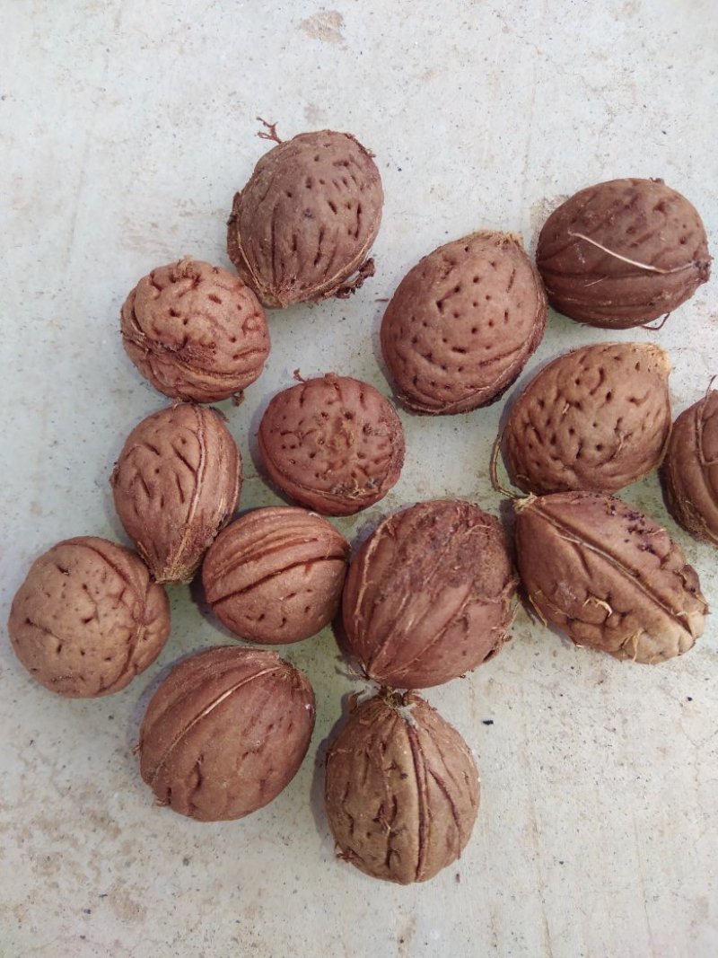 桃树种子