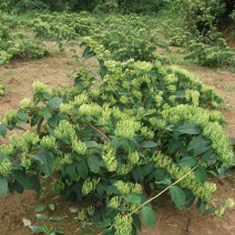 湘蕾金银花苗20~90cm
