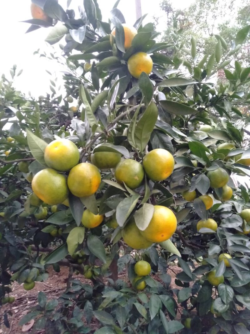 国庆一号蜜橘，原产地，货源充足，十年代办，诚信第一