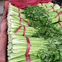 芹菜西芹50cm以上质量好货源充足