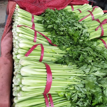 芹菜西芹50cm以上质量好货源充足