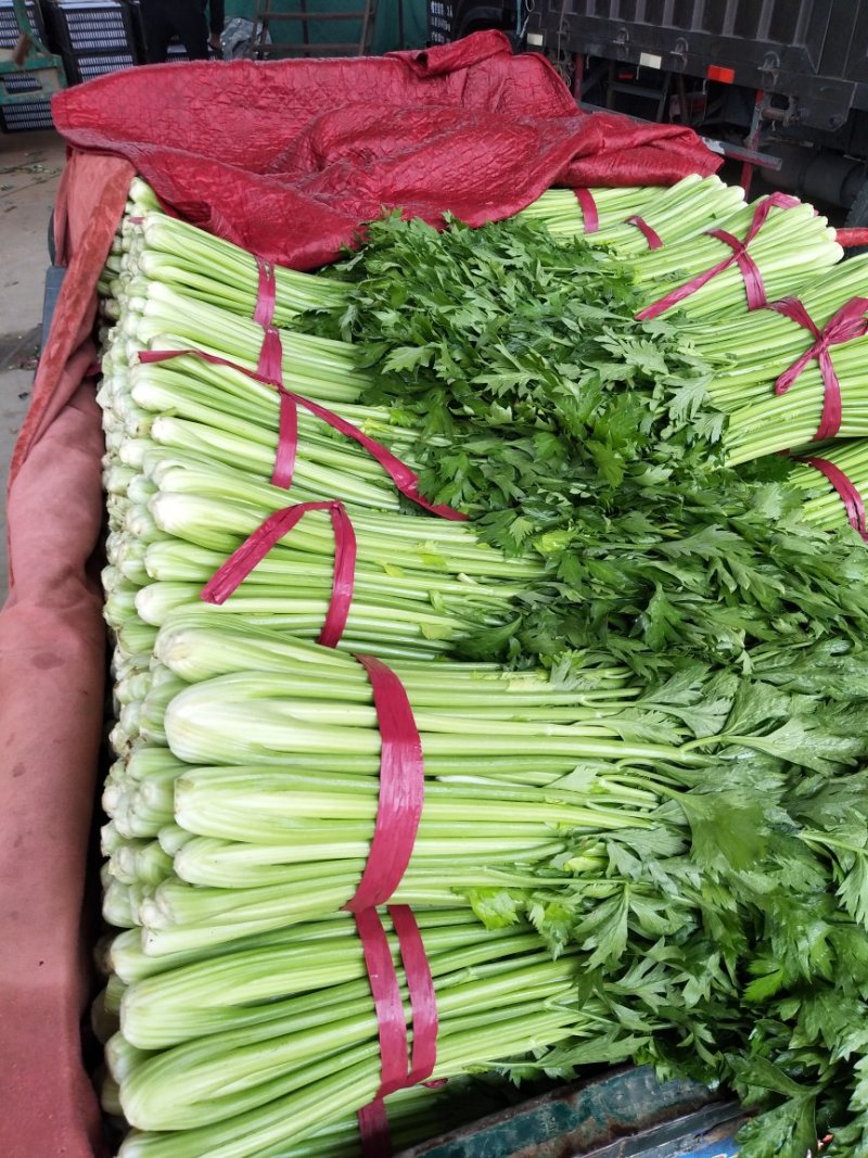 芹菜西芹50cm以上质量好货源充足