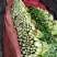 芹菜西芹50cm以上质量好货源充足
