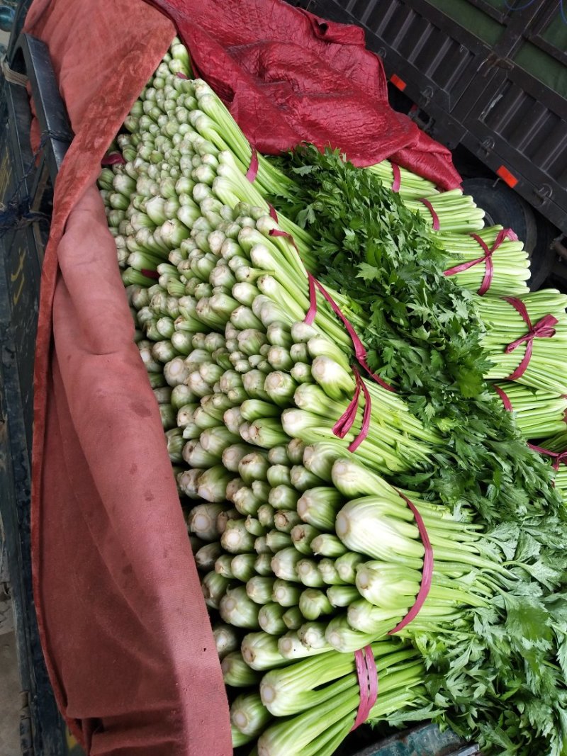 芹菜西芹50cm以上质量好货源充足