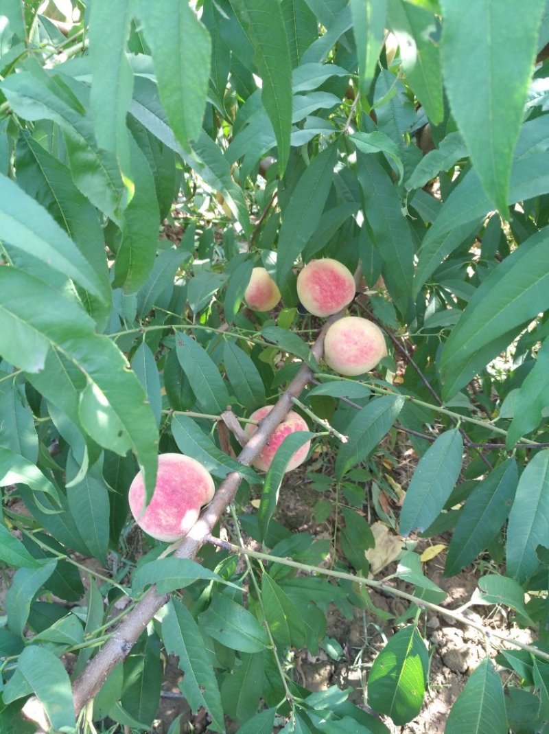 沂蒙霜红桃。金秋红密桃