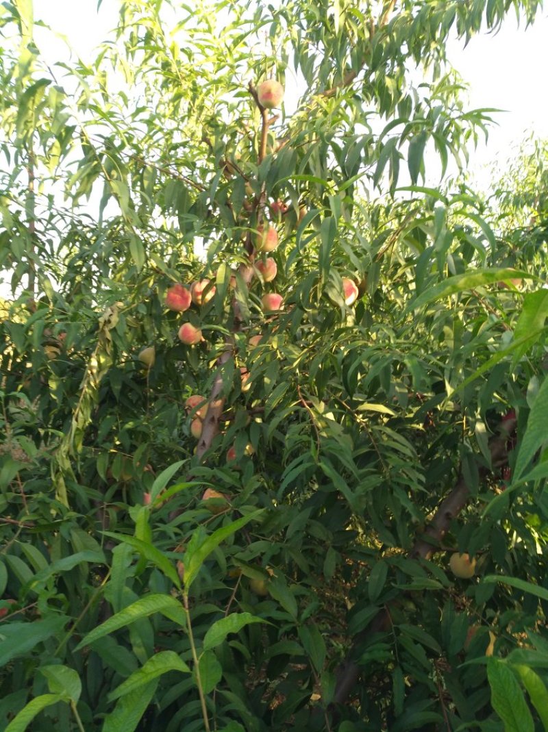 沂蒙霜红桃。金秋红密桃
