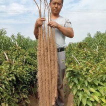 铁棍山药