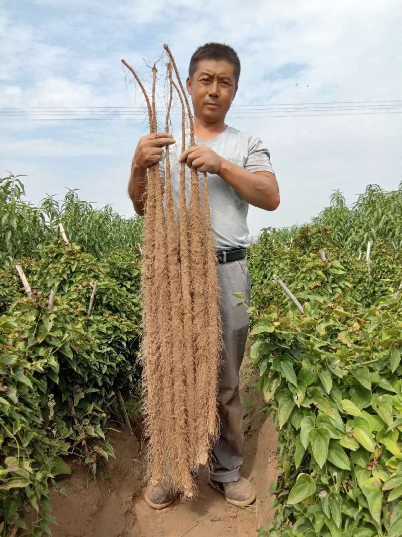 铁棍山药