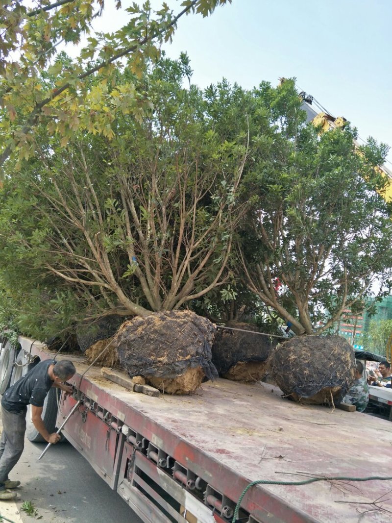 杨梅树