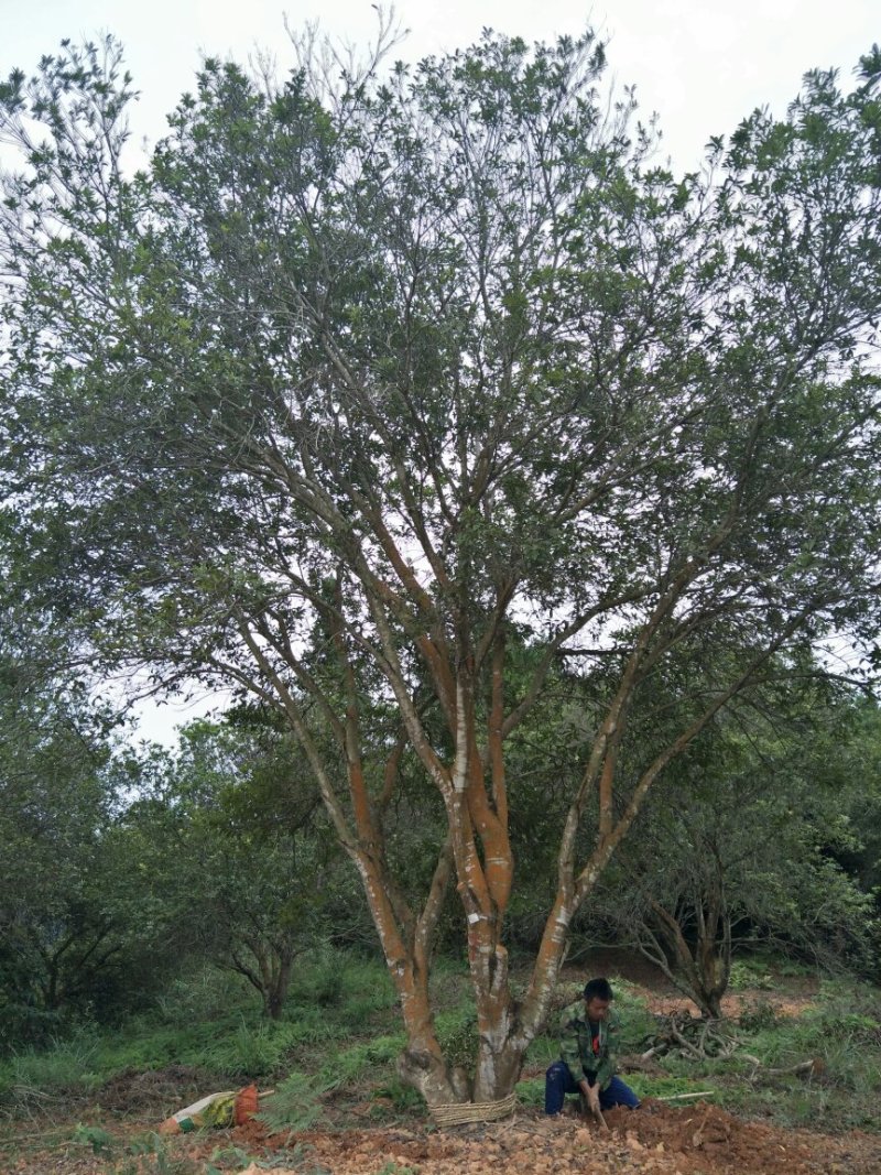 杨梅树