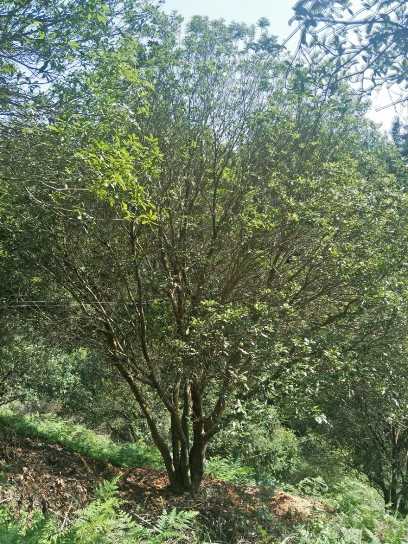 杨梅树