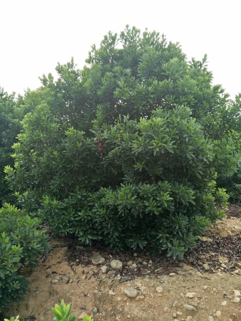 杨梅树