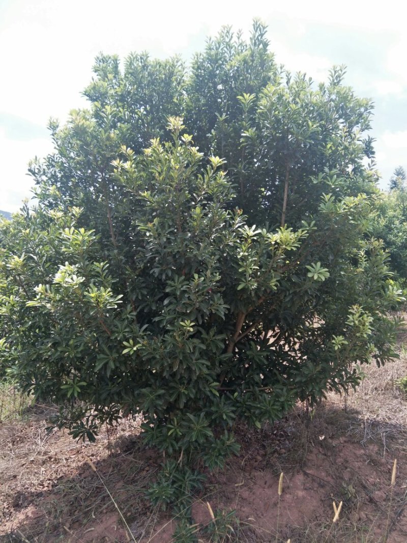 杨梅树