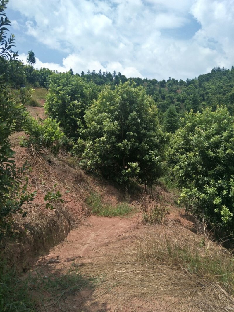 杨梅树