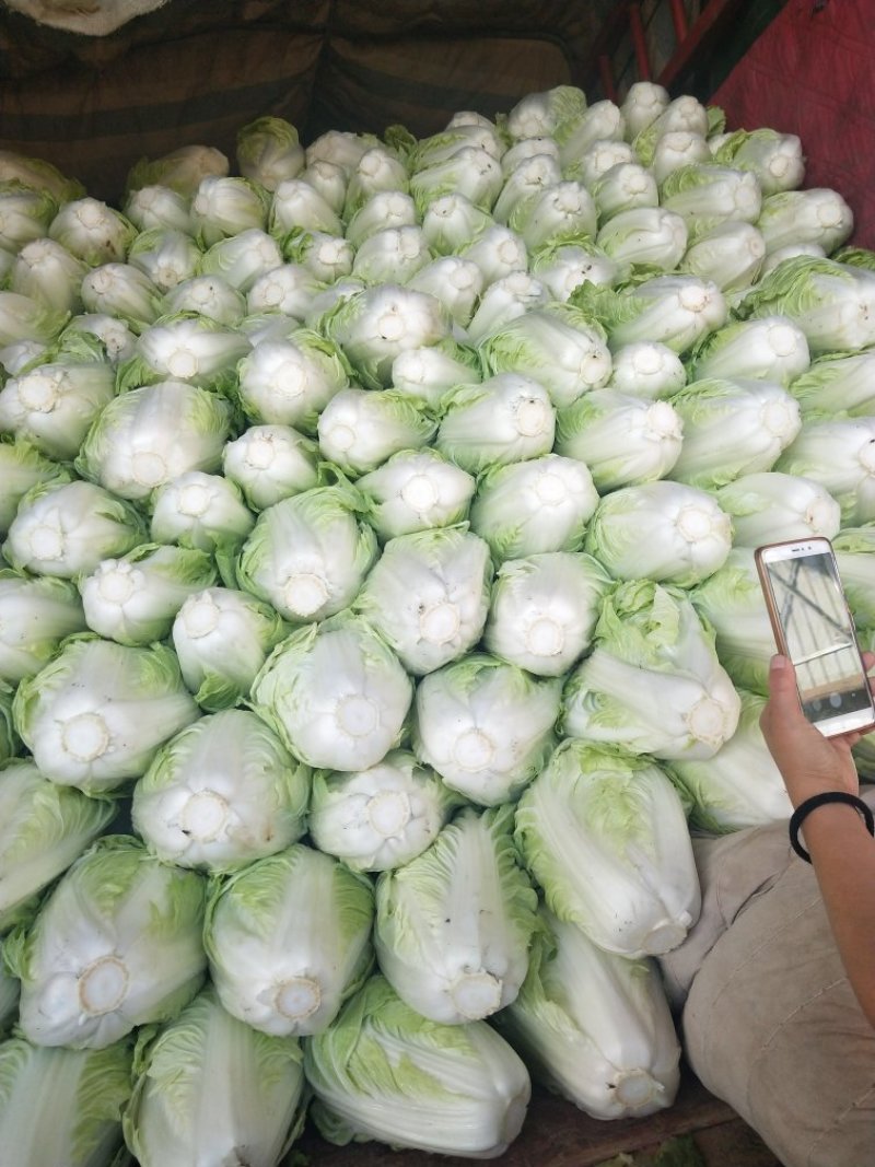 河南优质夏阳白菜2~3斤净菜，有专业，装车团队，欢订