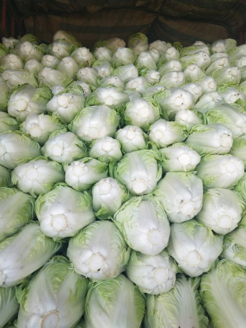 河南优质夏阳白菜2~3斤净菜，有专业，装车团队，欢订
