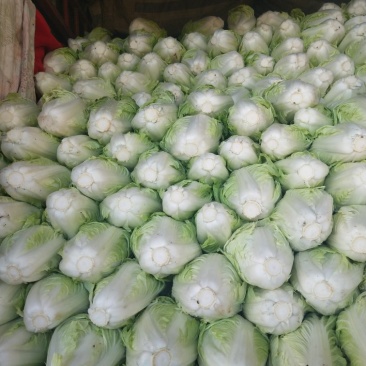河南优质夏阳白菜2~3斤净菜，有专业，装车团队，欢订