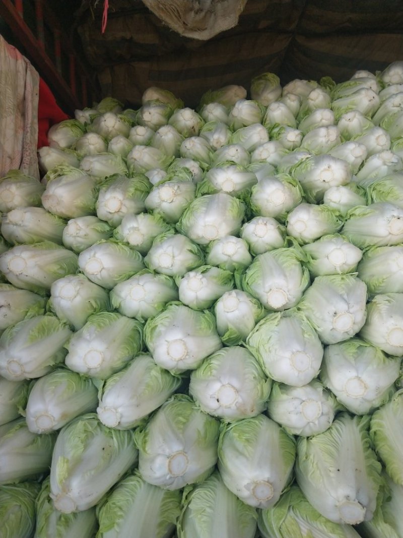 河南优质夏阳白菜2~3斤净菜，有专业，装车团队，欢订