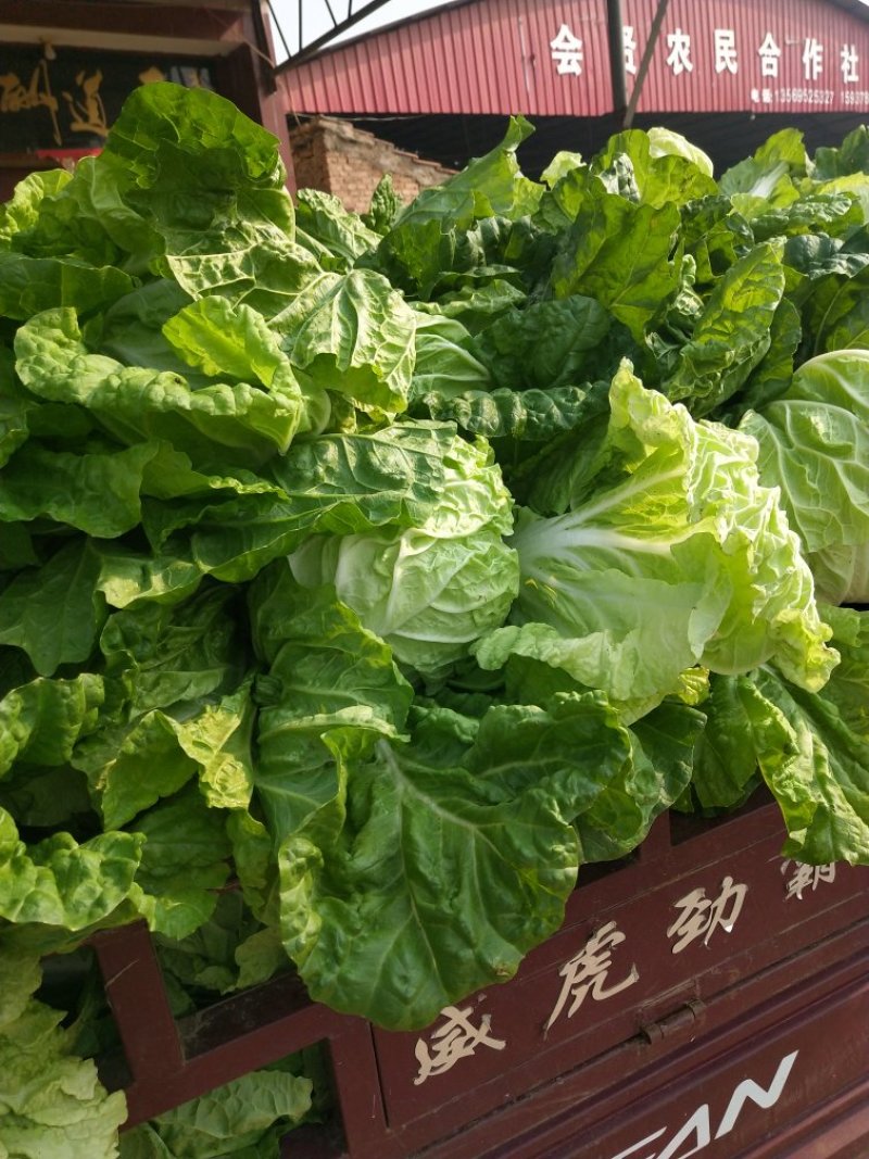 河南优质夏阳白菜2~3斤净菜，有专业，装车团队，欢订
