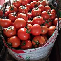 【推荐】西红柿大红果，产地直发，质量保证，欢迎进店