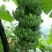 广西南宁香蕉-皇帝蕉自家种的西贡蕉33元8斤净果包