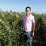 恐龙蛋李子苗，味帝李子苗，适应南北方种植，基地直销