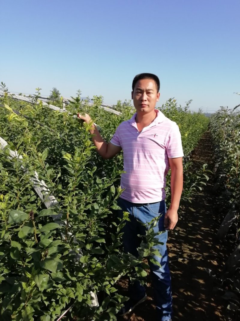 恐龙蛋李子苗，味帝李子苗，适应南北方种植，基地直销