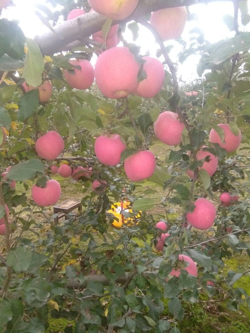 红富士雨过后三两天就大量上市了