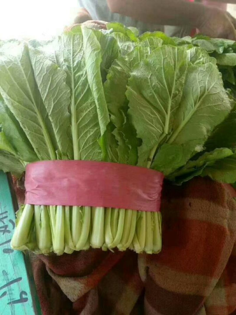 精品蔬菜