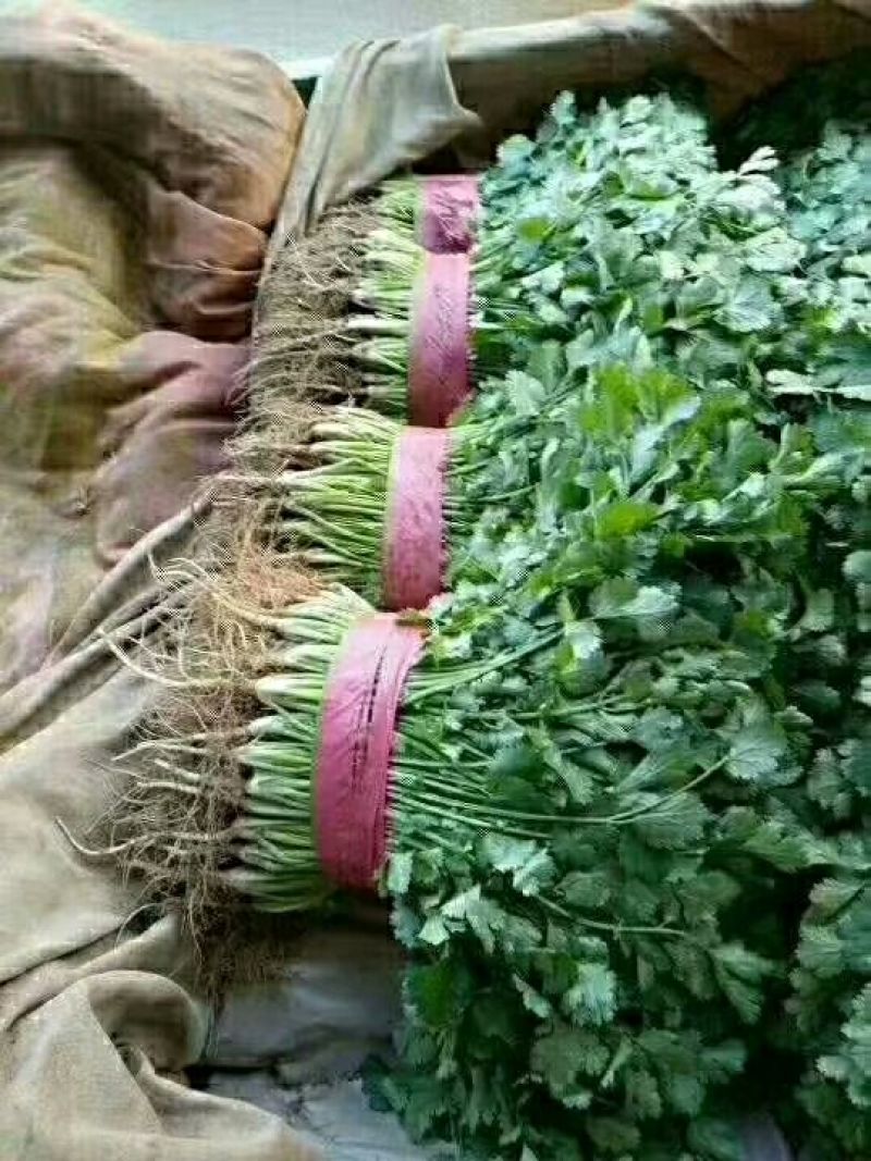 精品蔬菜