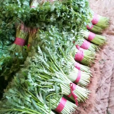 精品蔬菜