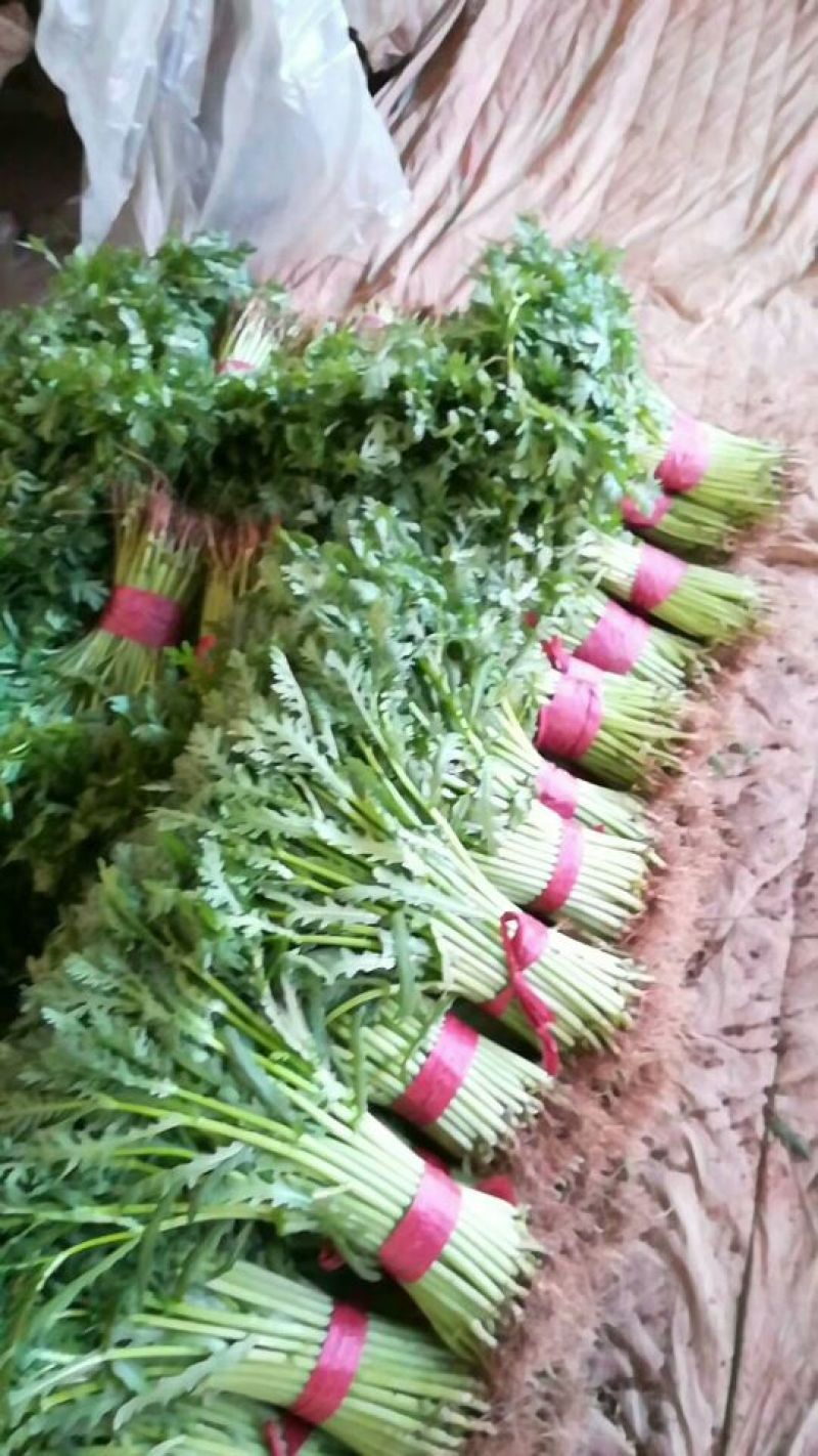 精品蔬菜
