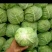精品蔬菜