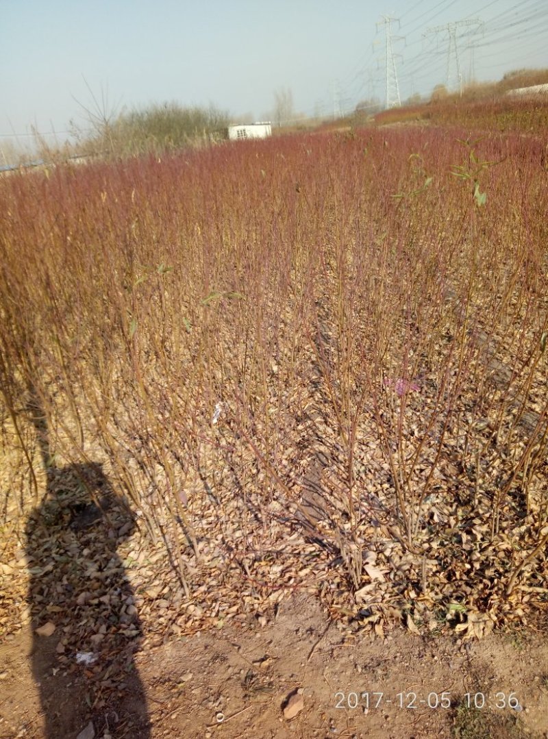 映霜红桃树苗冬雪蜜桃苗中秋晚蜜桃树齐鲁巨红桃树