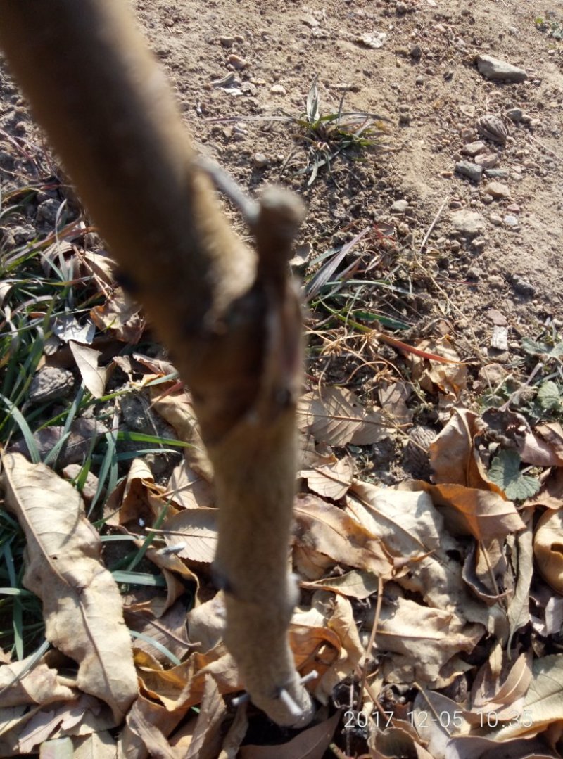 映霜红桃树苗冬雪蜜桃苗中秋晚蜜桃树齐鲁巨红桃树