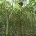碧根果苗基地美国山核桃苗批发耐贫瘠耐干旱易管理