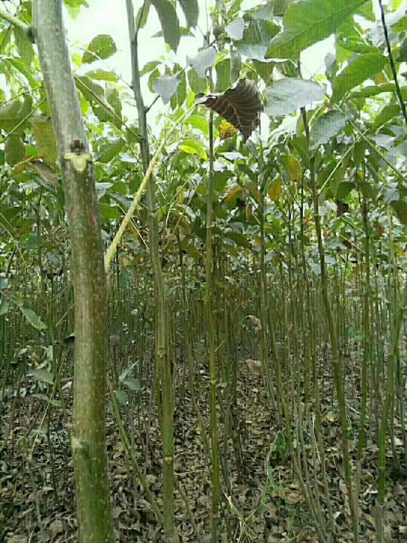 碧根果苗基地美国山核桃苗批发耐贫瘠耐干旱易管理