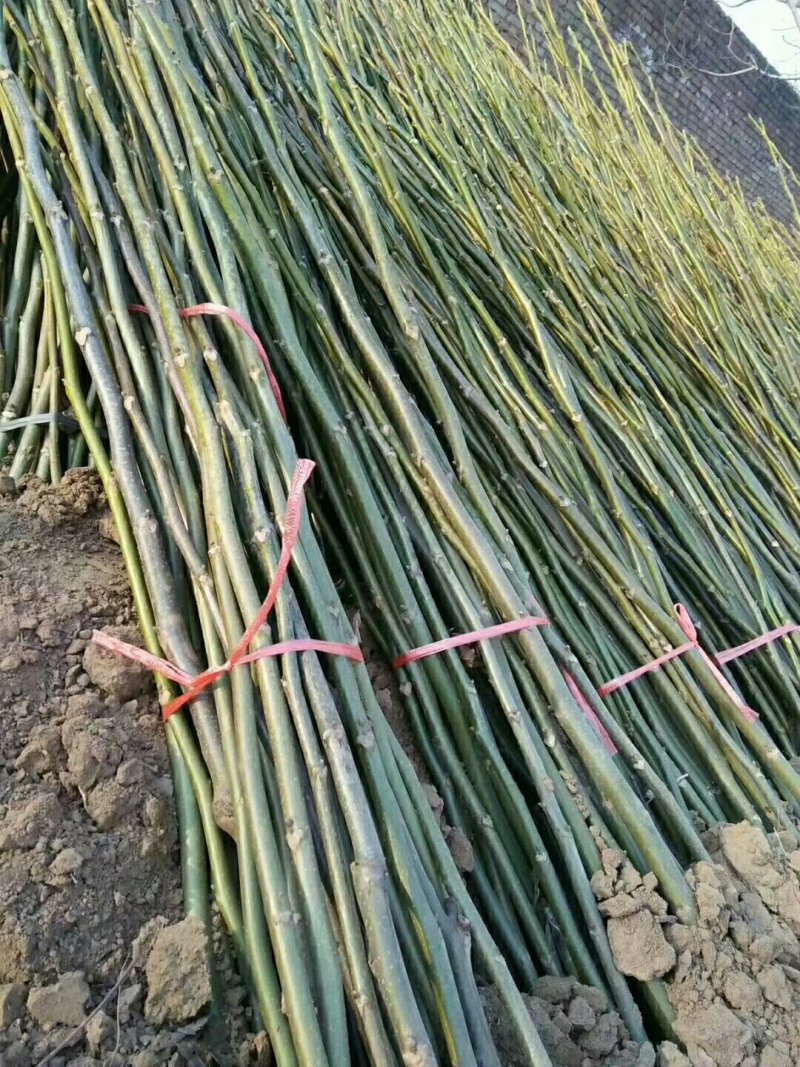 碧根果苗基地美国山核桃苗批发耐贫瘠耐干旱易管理