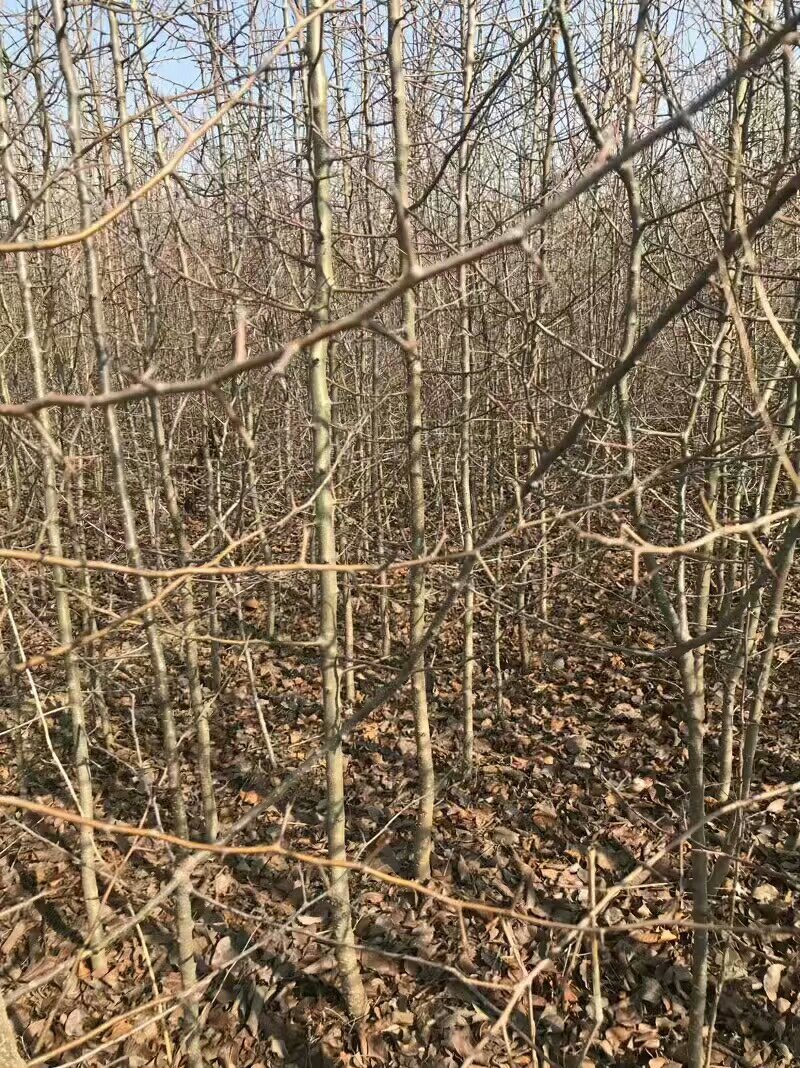 杜梨苗基地批发根系发达嫁接品种梨苗成活率高