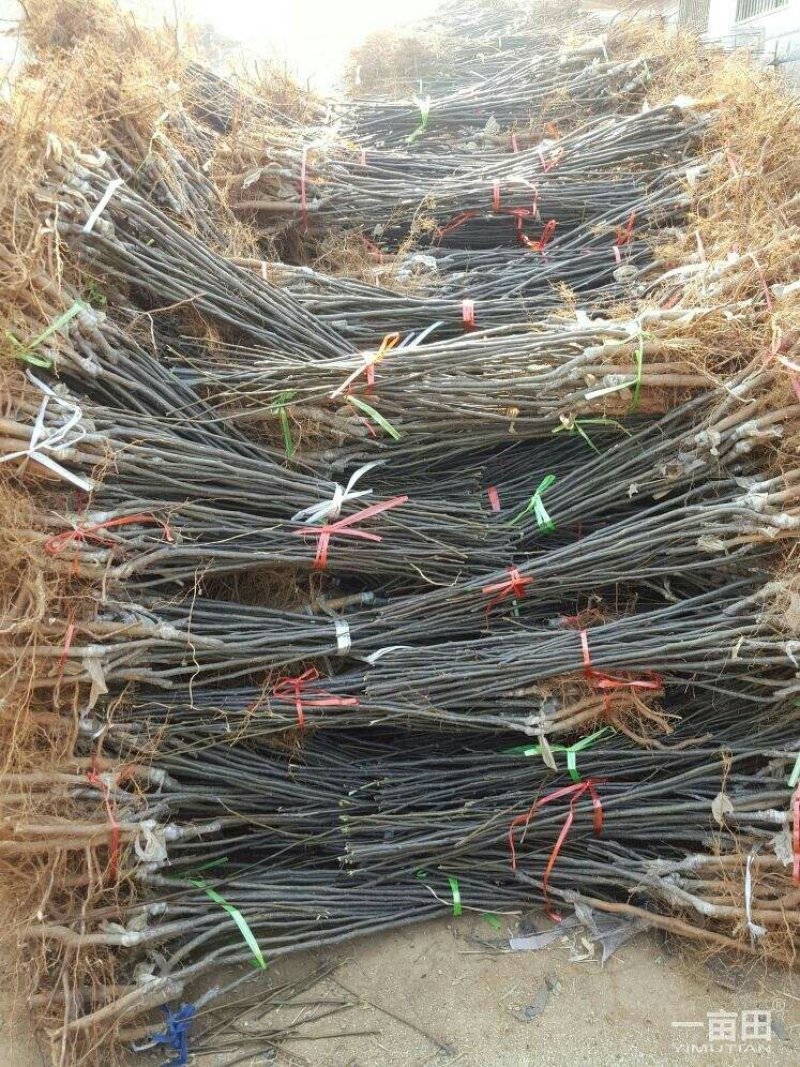 杜梨苗基地批发根系发达嫁接品种梨苗成活率高