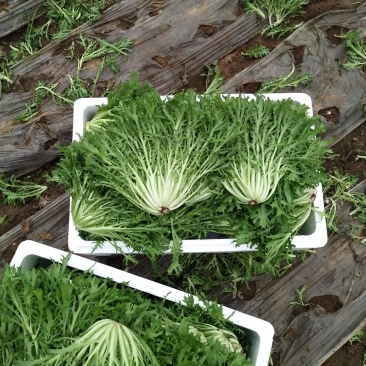 苦苣菜15~20厘米