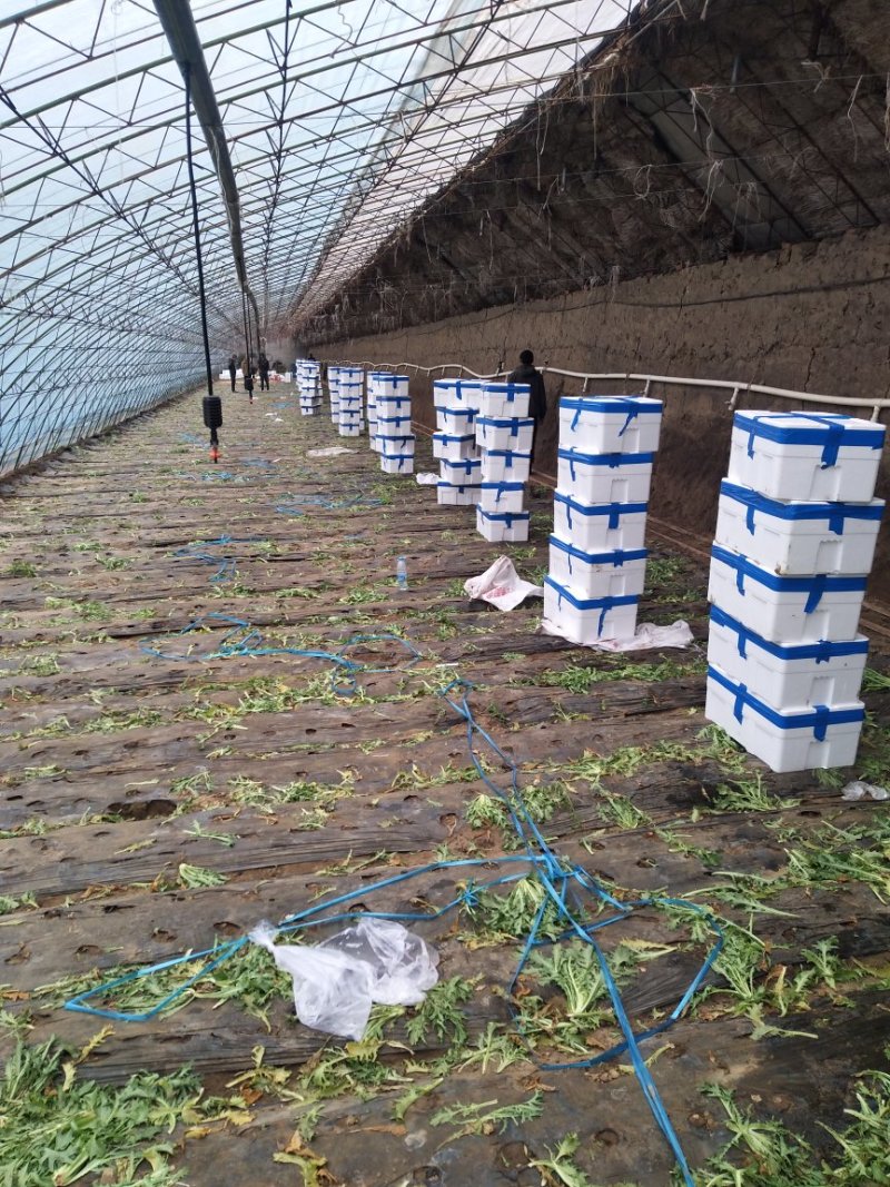 苦苣菜15~20厘米