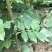 花椒苗大红袍花椒苗看圃起苗现挖现卖包成活