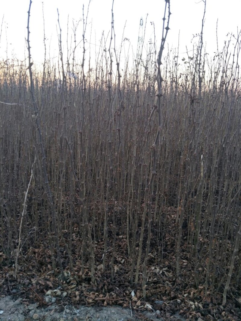 花椒苗大红袍花椒苗看圃起苗现挖现卖包成活